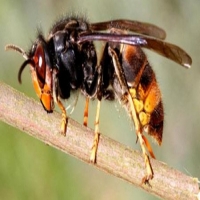 لدغة الدبور Hornet bite من الأمور المزعجة في فصل الصيف