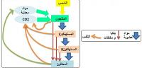 تصنيف الكائنات الحية و التوازنات الطبيعية