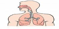 الجهاز التنفسي تعريفه ومكوناته
