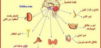 اين تقع وتوجد الغدة النخامية في جسم الإنسان