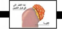 اين تقع وتوجد الغدة الكظرية في جسم الإنسان