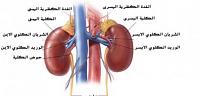 تعرف على ما هى هرمونات الغدة الكظرية