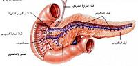 تعرف ما هو البنكرياس