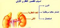 تعرف على ما هى الغدة الكظرية