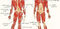 تعرف ما هو عدد عضلات جسم الانسان
