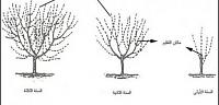 مراحل نمو الشجرة