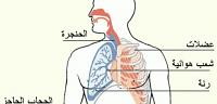 ماذا يتنفس الانسان